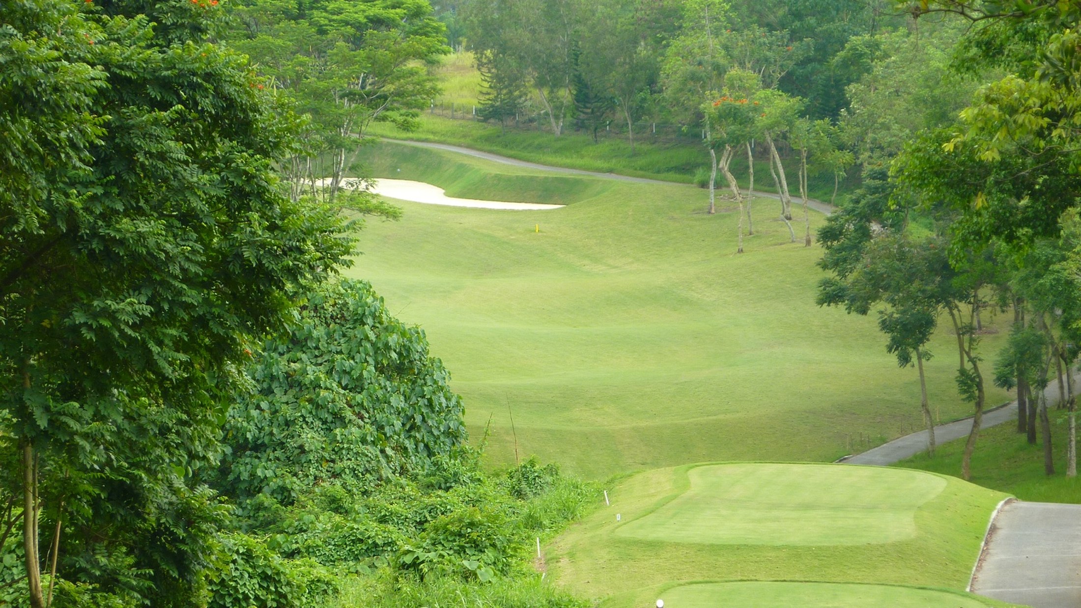 Tree-lined golf hole